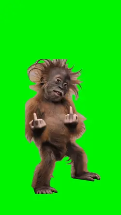 Funny Monkey 