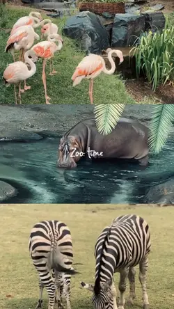 Zoo time