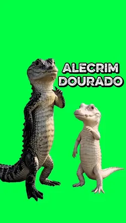 ALECRIM DOURADO