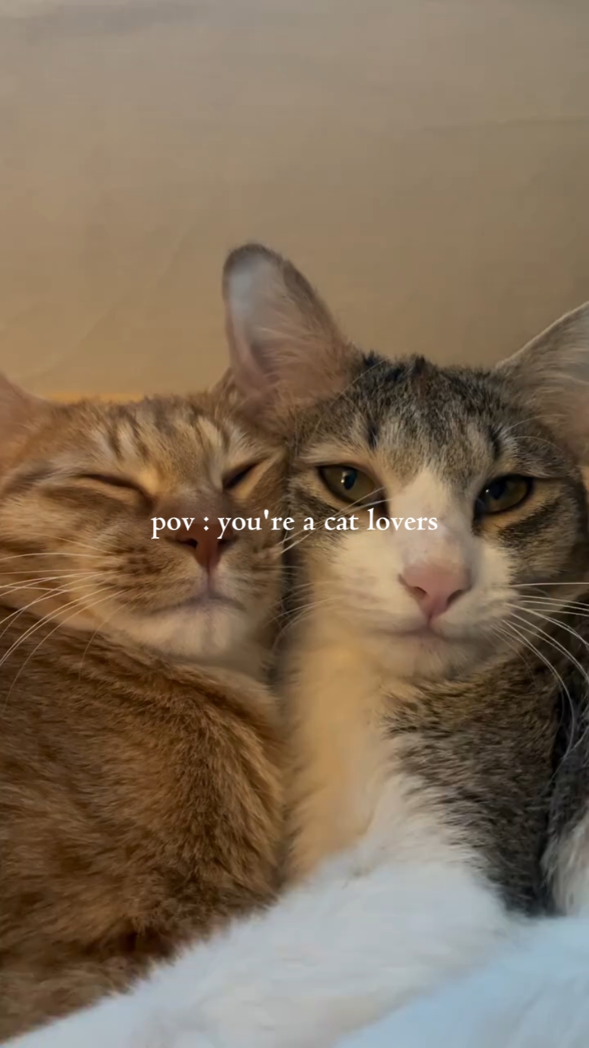 pov youre cat lover
