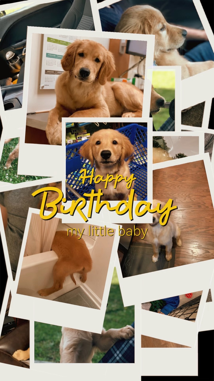 Aniversário de cachorro 🫶