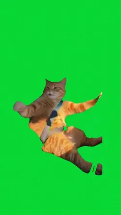 cat meme