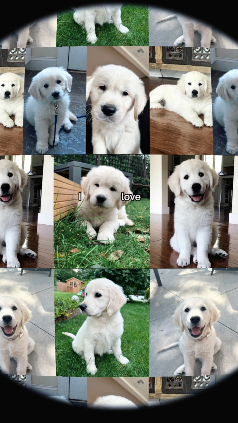cute dog template 