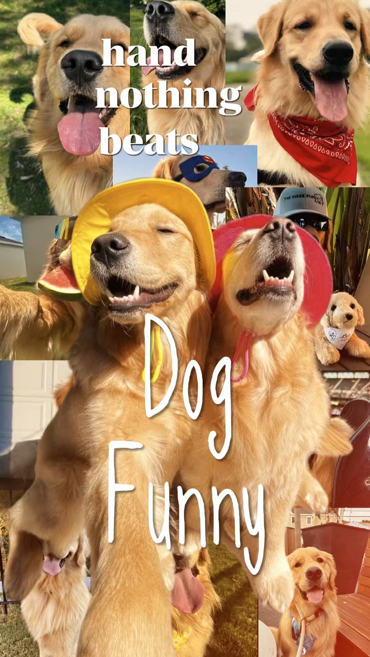 Dog funny 