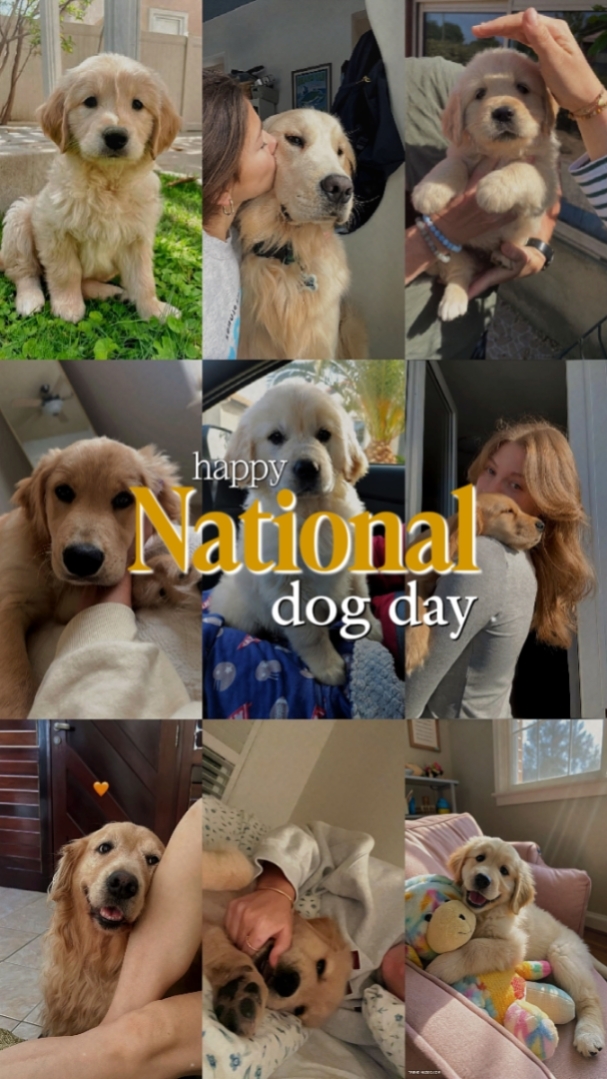 Feliz perro nacional 