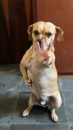 passinho do jamal