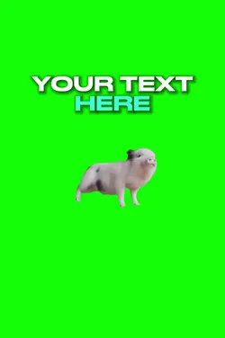 ๐ทPig Dancing