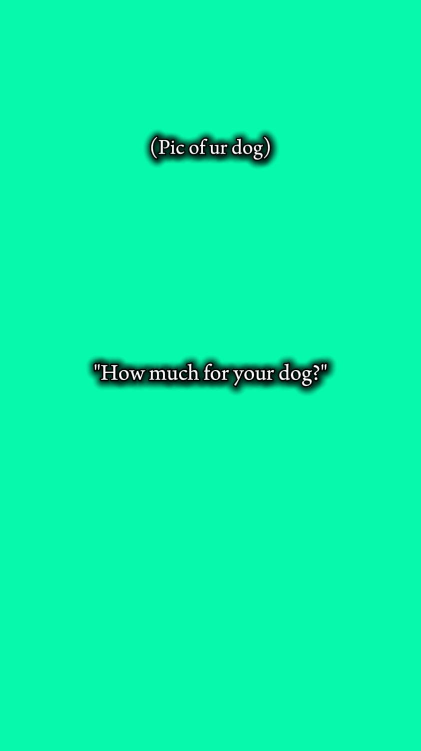 dog 