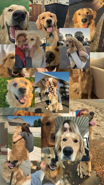 My dog