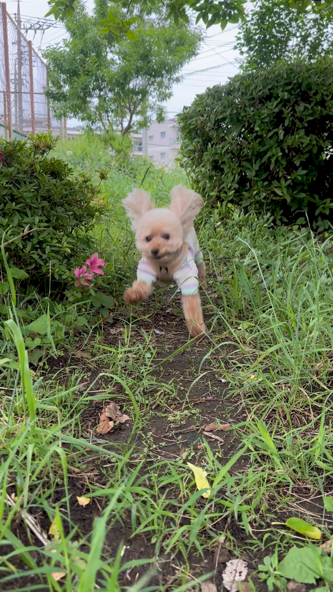 飛び出せ！冒犬わんこ♪