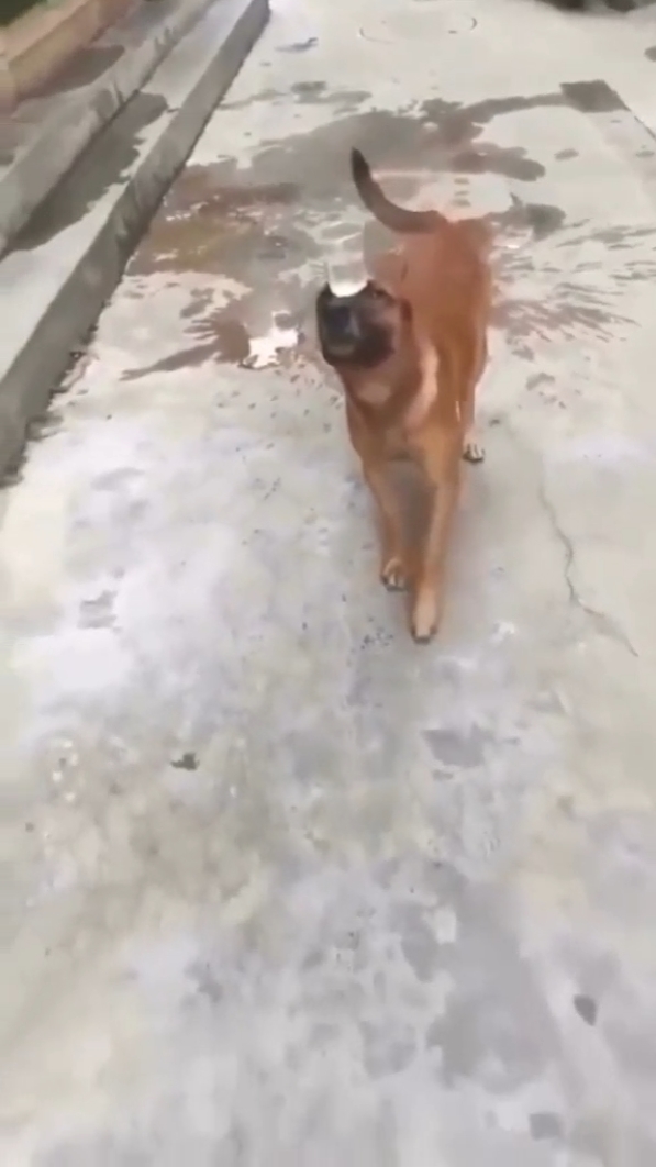 dog trend 