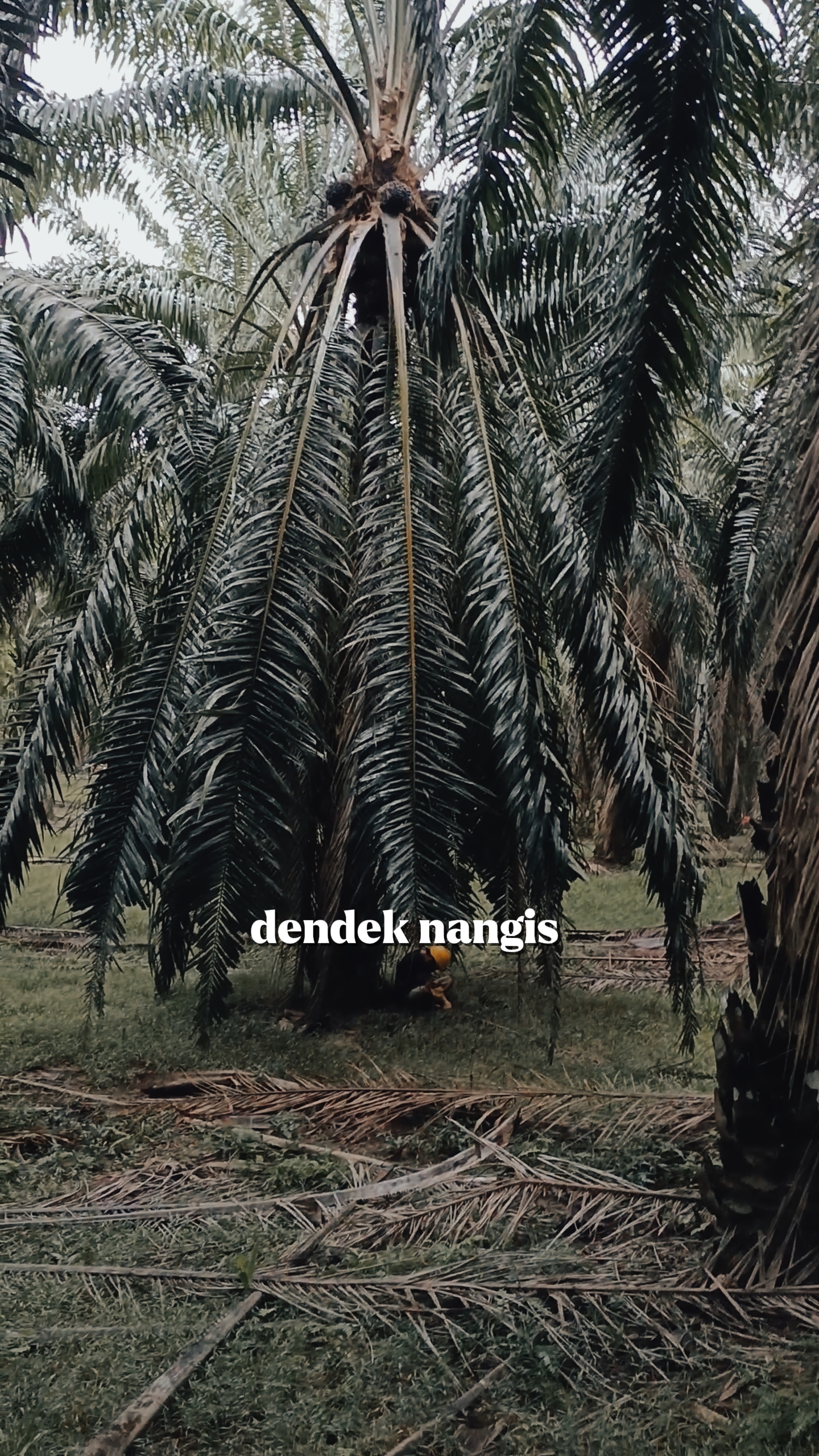 DENDEK NANGIS