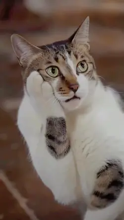 TEMPLATE REACTION 