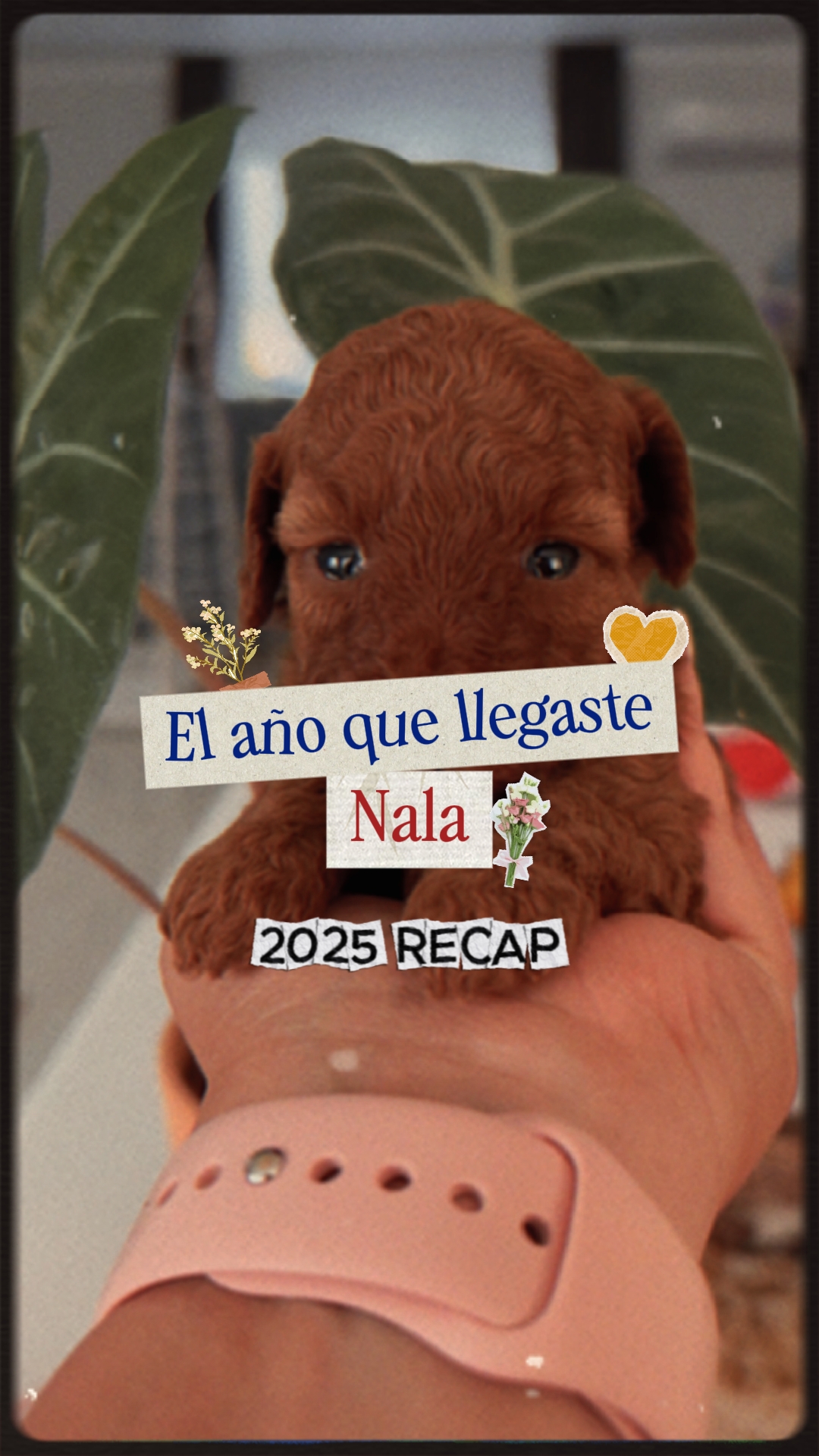 Recap Pet