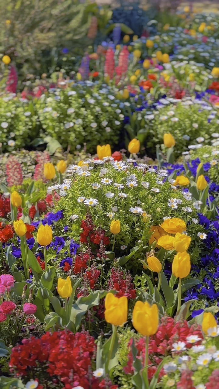 🌸🌷🪻🌼🐝🦋