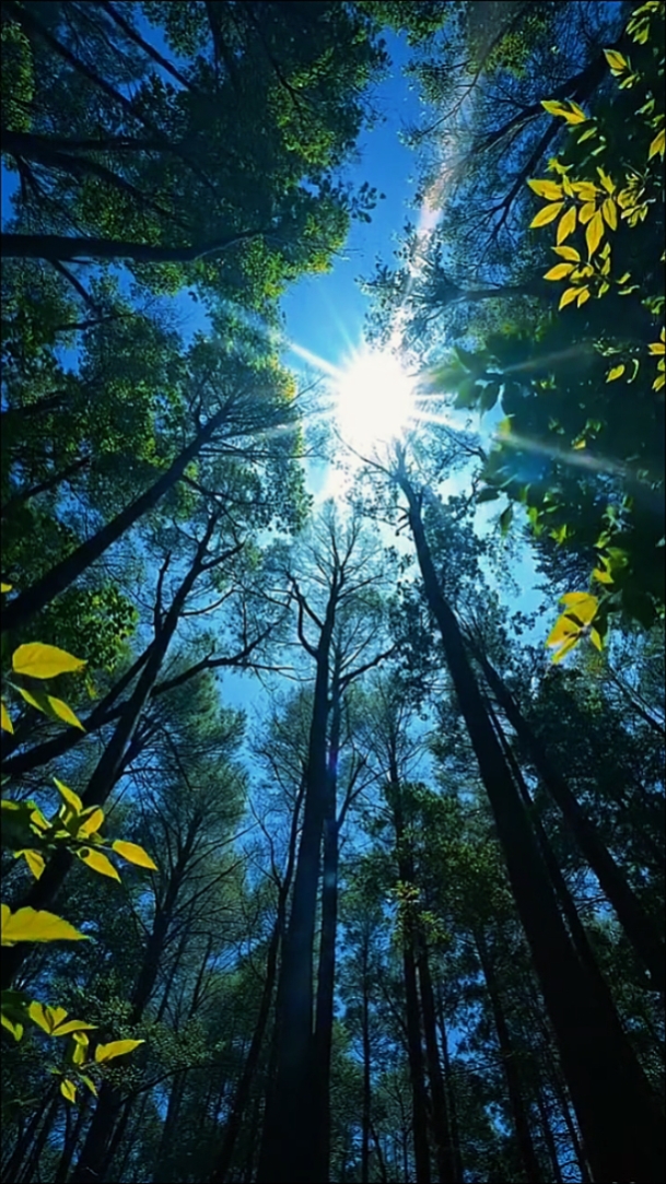 Nature • Cinematic
