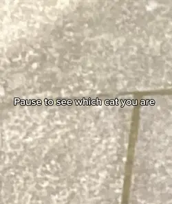 Pause to see cat 