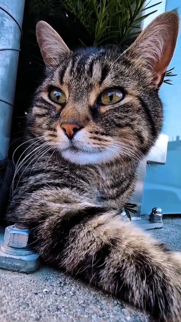Slowmo Cat HD