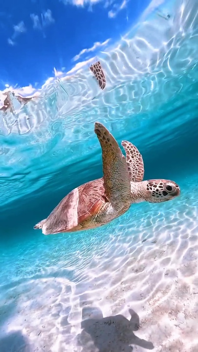 Travelling Sea