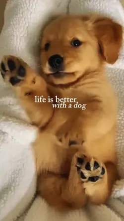 better with a dog