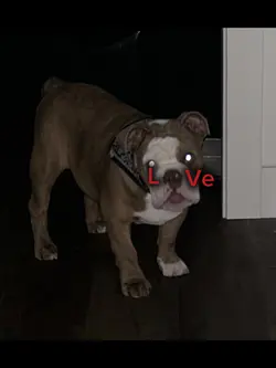 Puppy love!!