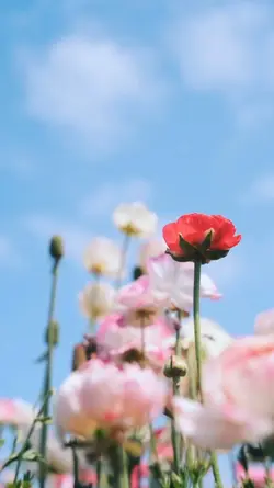 blue sky