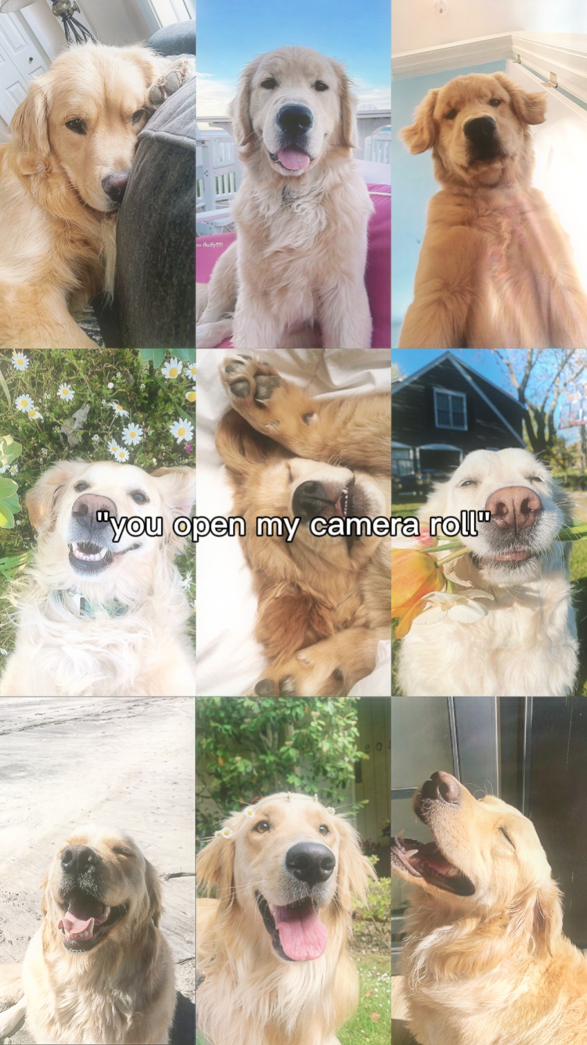dog