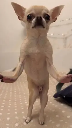 chihuahua dance