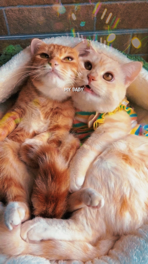 MI BEBÉ GATO