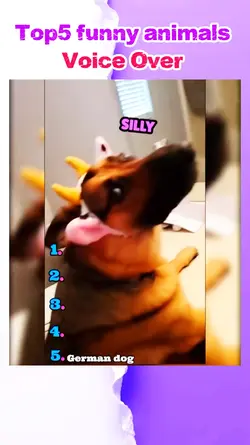 Funny Animals 