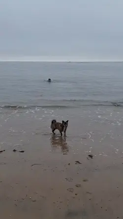 my baby dogs