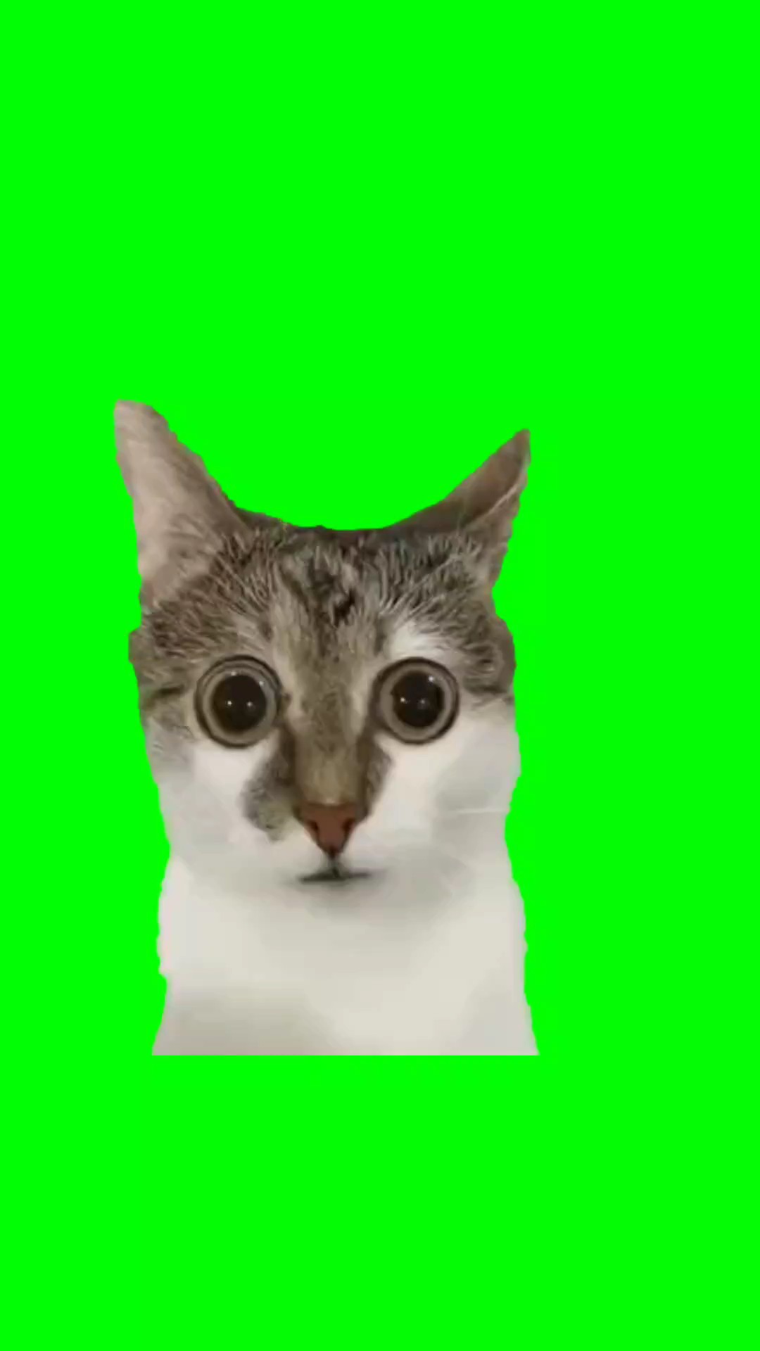 Gato sorprendido 
