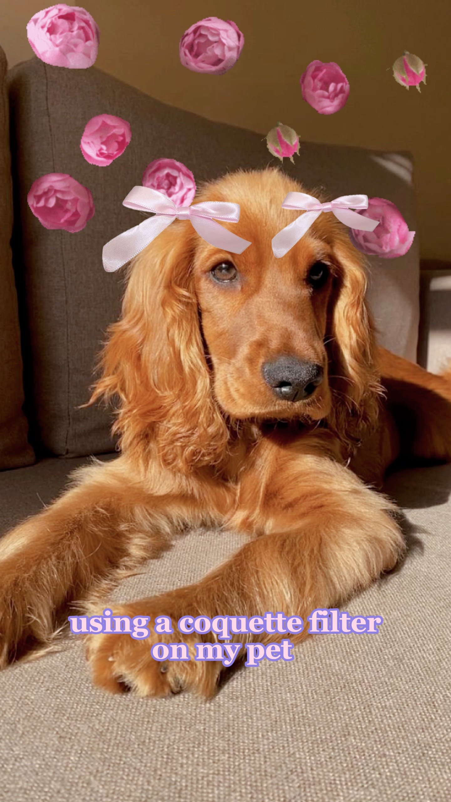 Filtro Coquete Pet