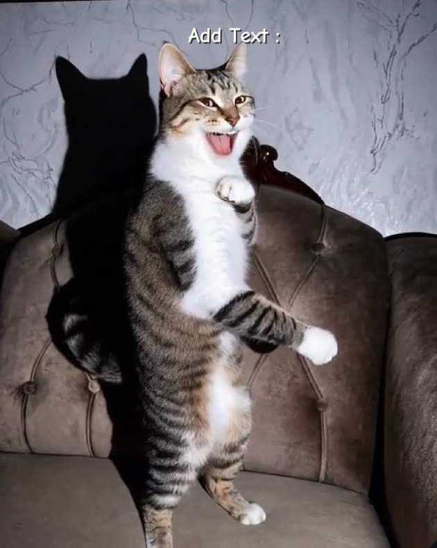 Funny Cat
