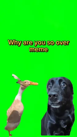 Duck and dog