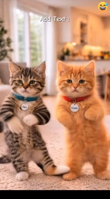Gato engraçado