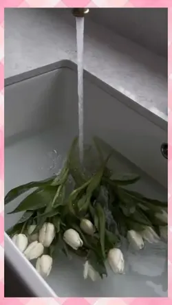 tulip flower