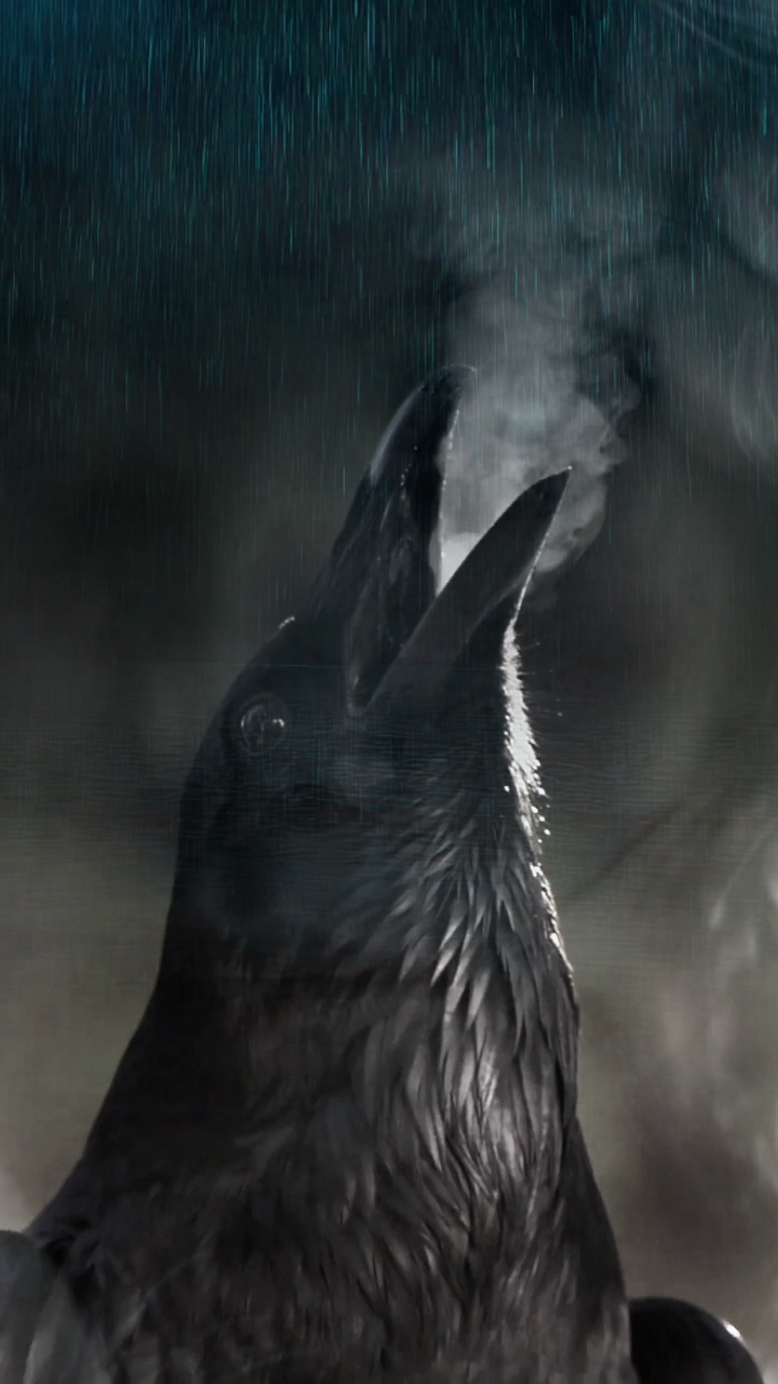 NIGHT BIRD