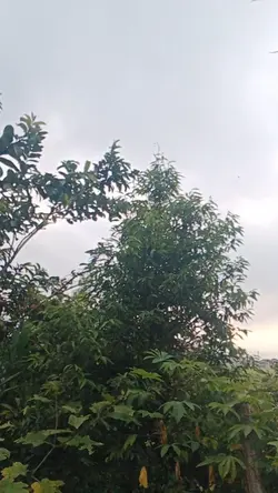 Kebiasaan