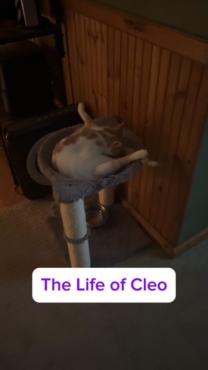 Momentos de mezcla de miau😂🐈