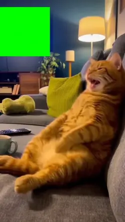 cat laughing at tv