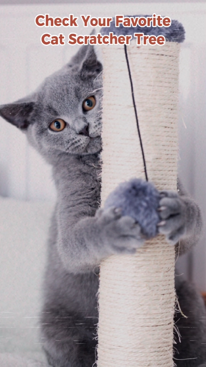 Présentoir de produits pour animaux de compagnie