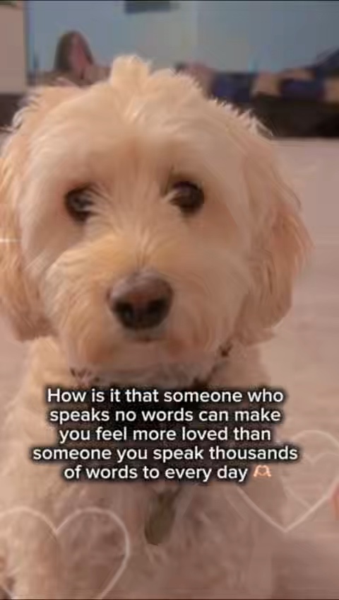 Modelo de cão 