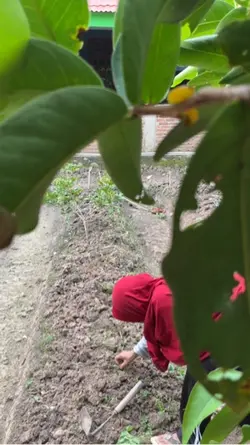 Mini vlog berkebun