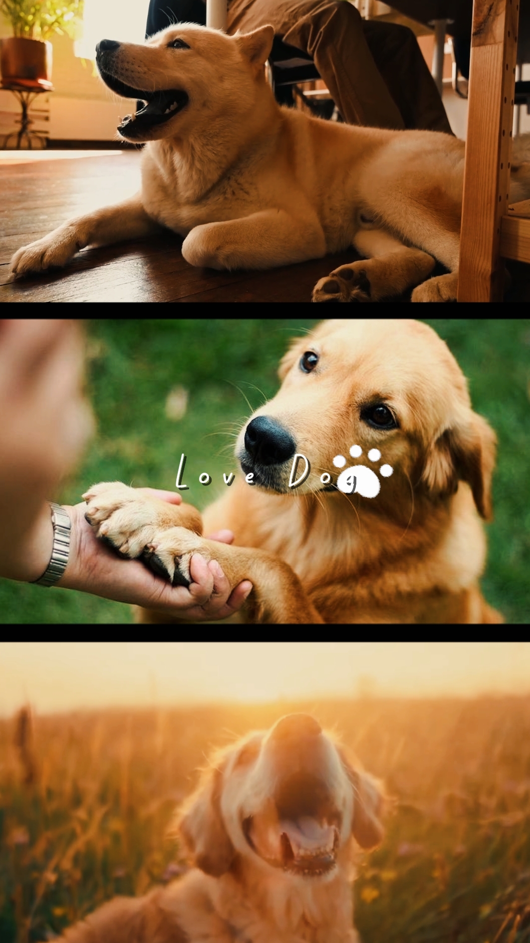 Amor perro
