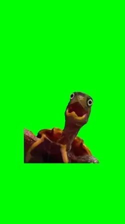 shocked turtle
