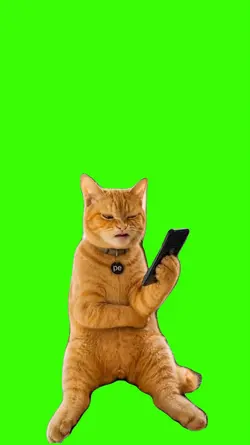 Cat/Gato