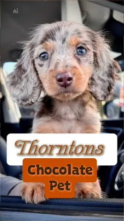 Thorntons Choc Pet