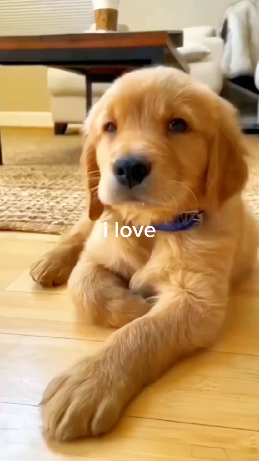 Dog >>>>
