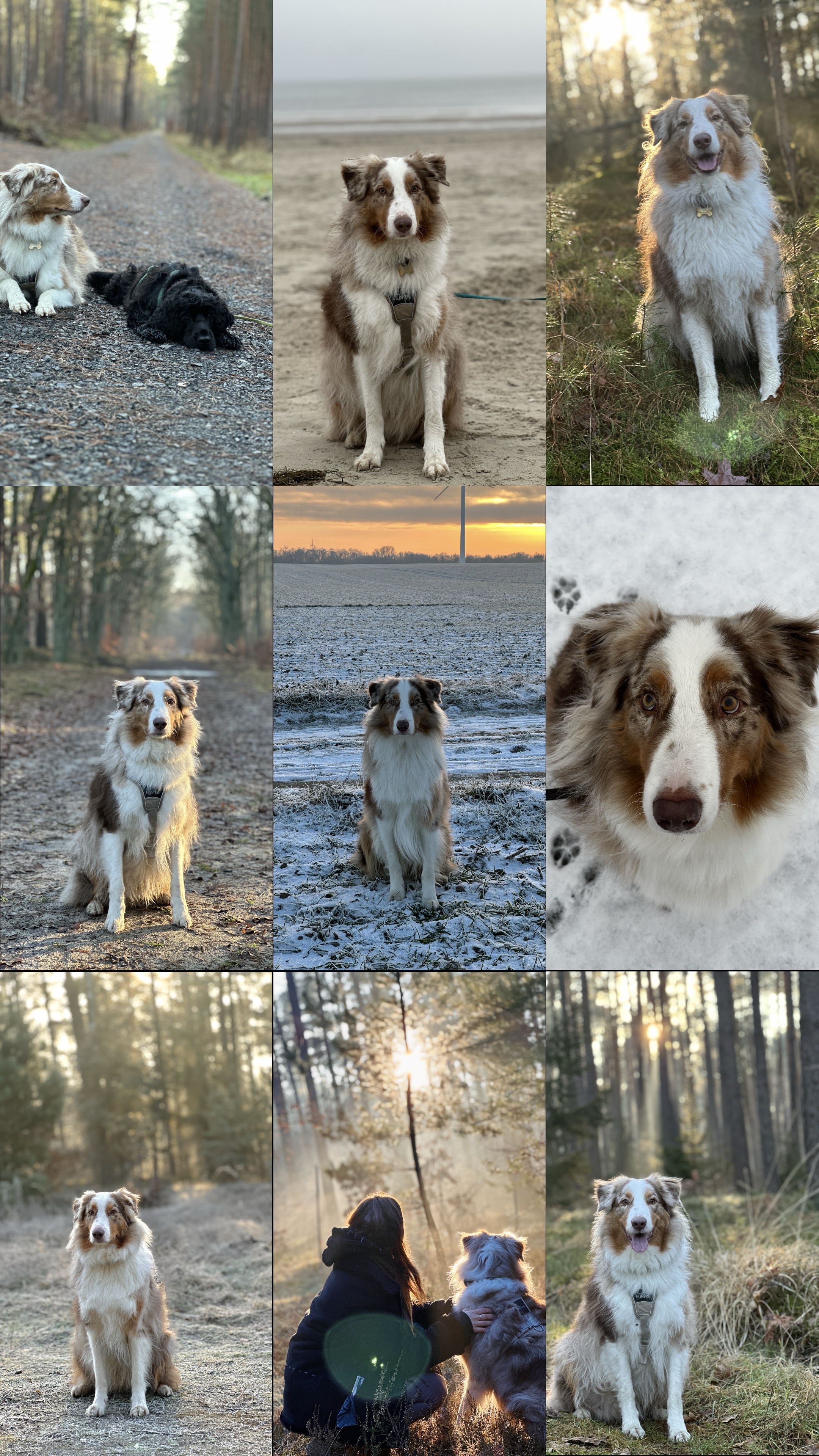 Momentos de perro 🐶 